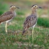 Dytik dvoupruhy - Burhinus bistriatus - Double-striped Thick-knee o9642